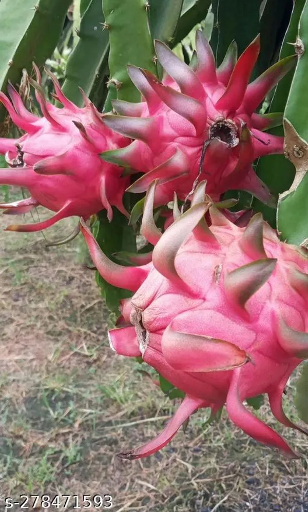 Dragon_fruit_plant