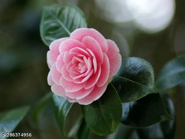 Zikzak_Rose_plant