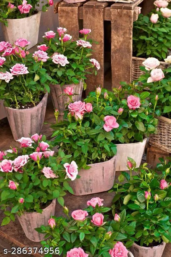 Zikzak_Rose_plant