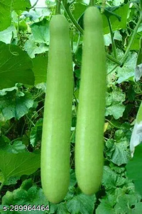 Bottle_Gourd_seed/lauki_seed_/per_paket_20