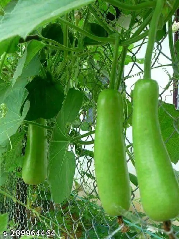 Bottle_Gourd_seed/lauki_seed_/per_paket_20