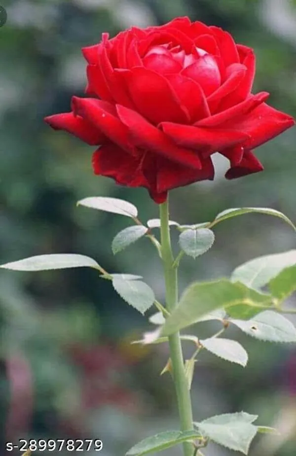 Desco_Rose_Flower_plant