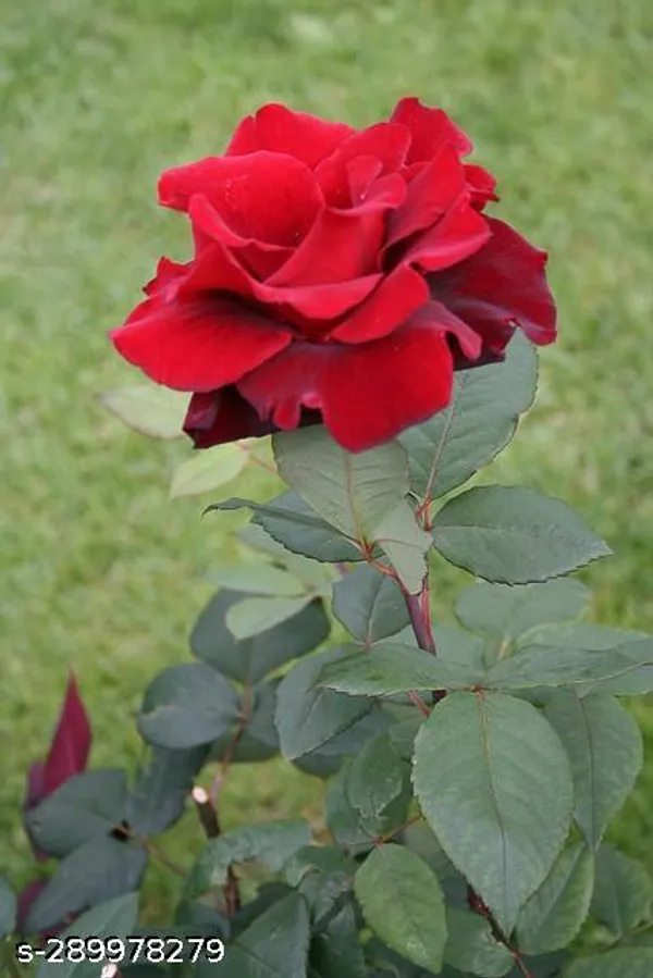 Desco_Rose_Flower_plant