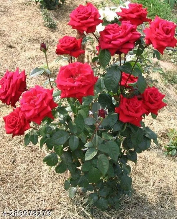 Desco_Rose_Flower_plant
