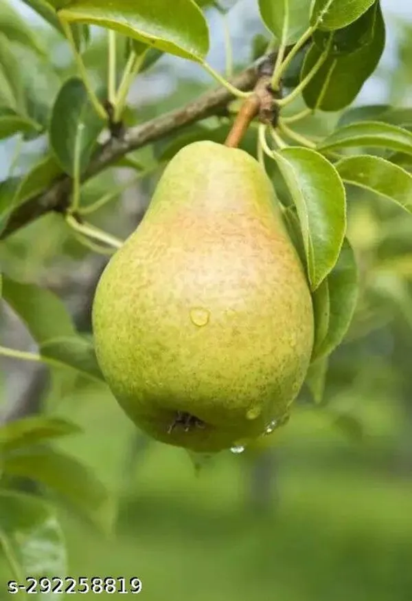 Pear_plant/Naspati_plant