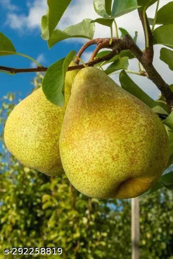 Pear_plant/Naspati_plant