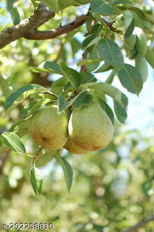 Pear_plant/Naspati_plant