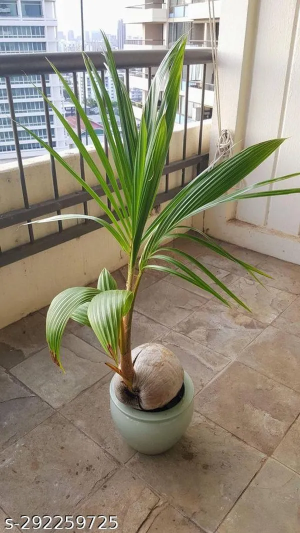 Kerala_Coconut_plant_tree