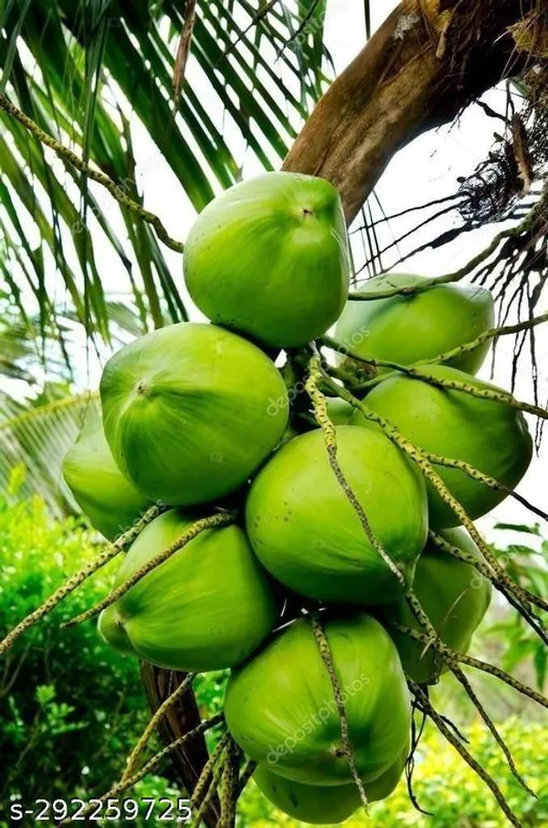 Kerala_Coconut_plant_tree