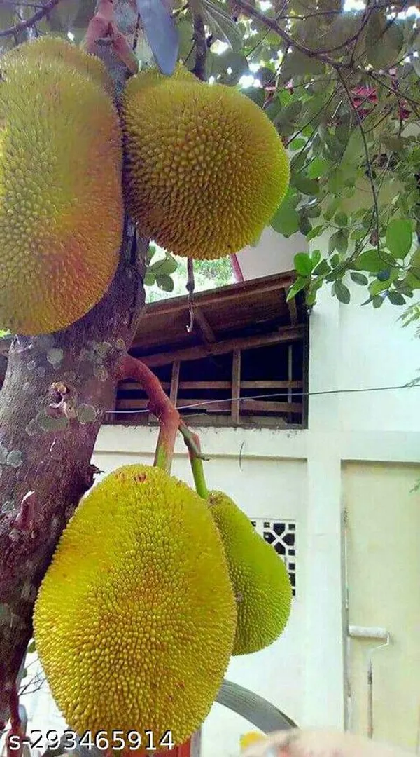Red_jackfruit_plant