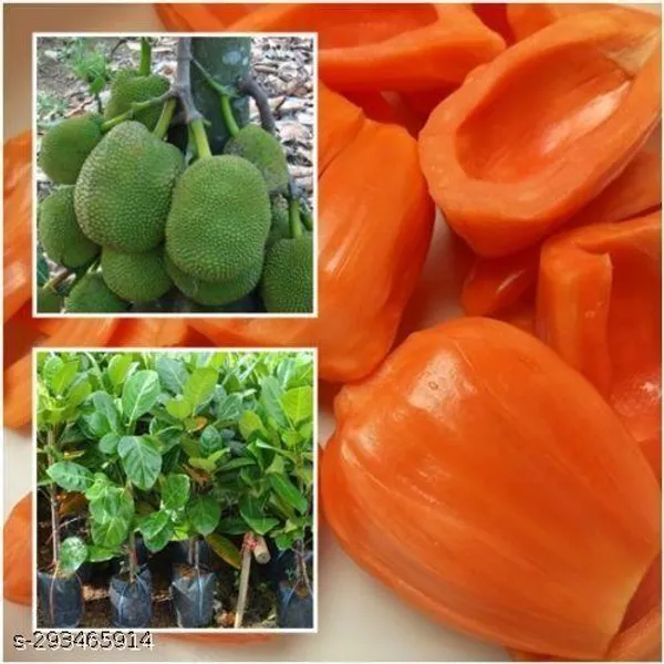 Red_jackfruit_plant