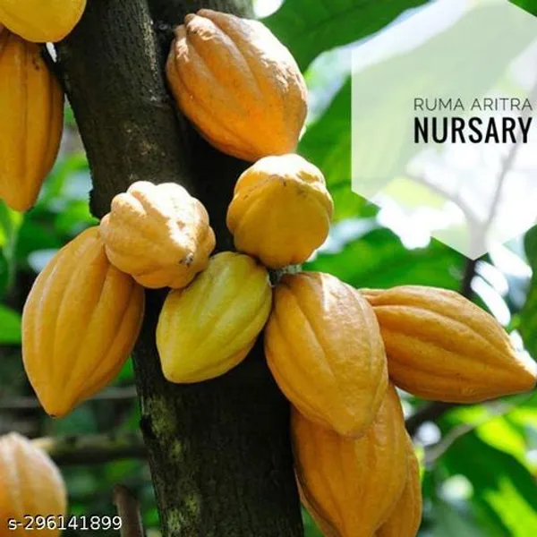 Cocoa_plant