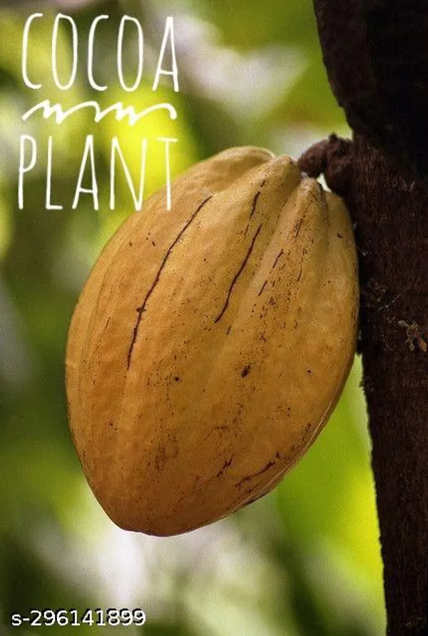 Cocoa_plant