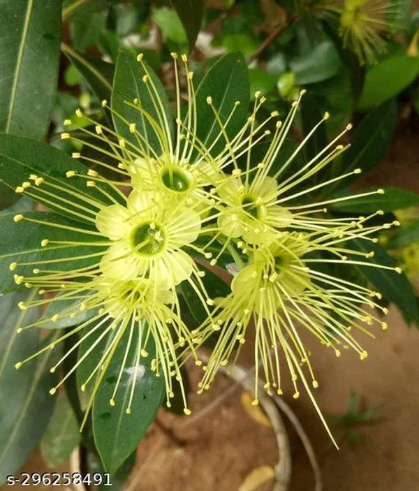 First_Love_flower_plant