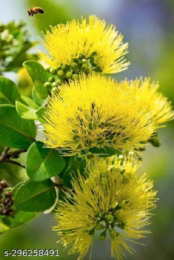 First_Love_flower_plant