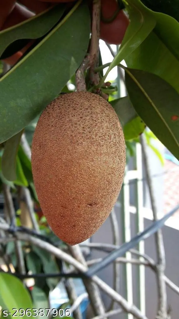Indian_sapota_fruit_plant/sabeda_fruit_plant