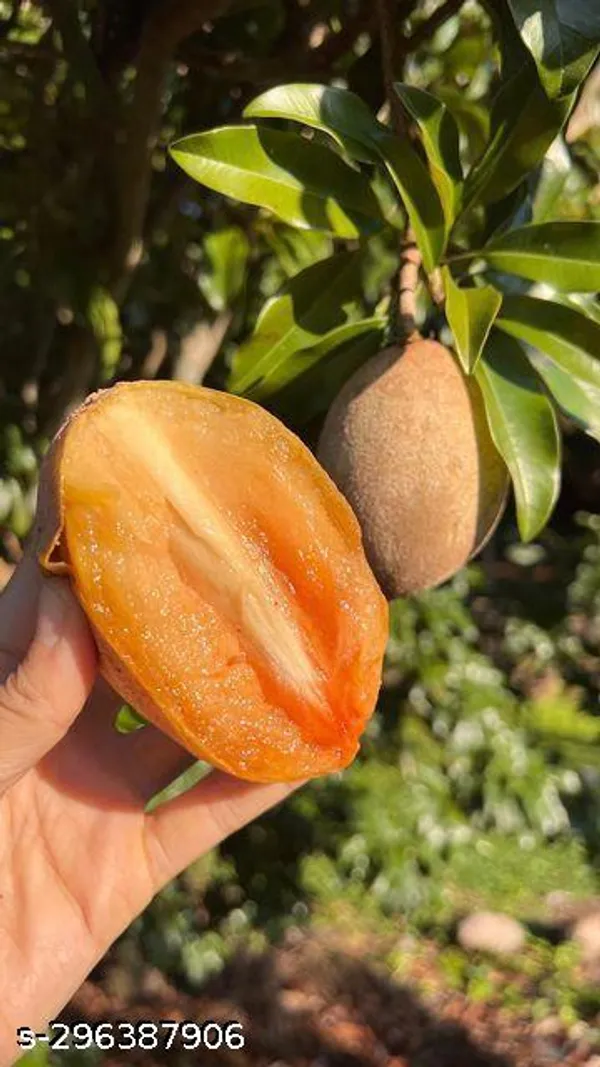 Indian_sapota_fruit_plant/sabeda_fruit_plant