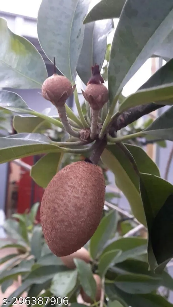 Indian_sapota_fruit_plant/sabeda_fruit_plant