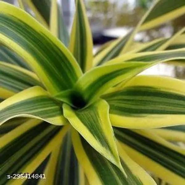 Dracaena_plant/Indor_plant