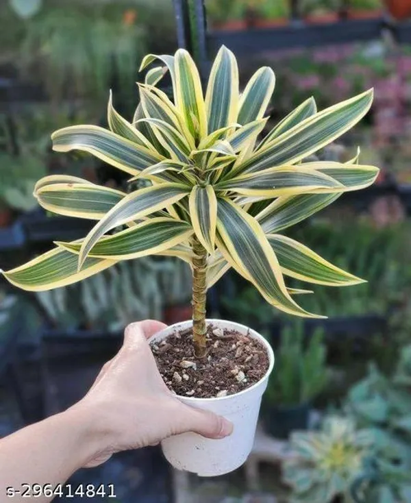 Dracaena_plant/Indor_plant