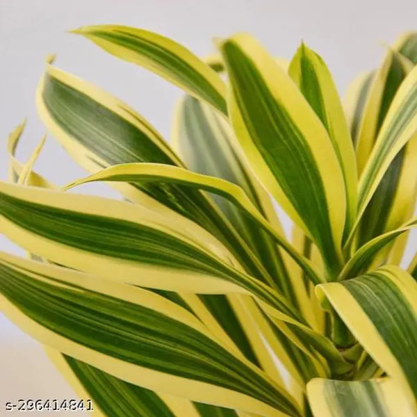 Dracaena_plant/Indor_plant