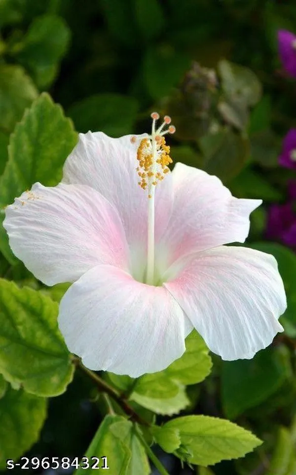 Fig_Fruit_Plant_(Pack_of_1)