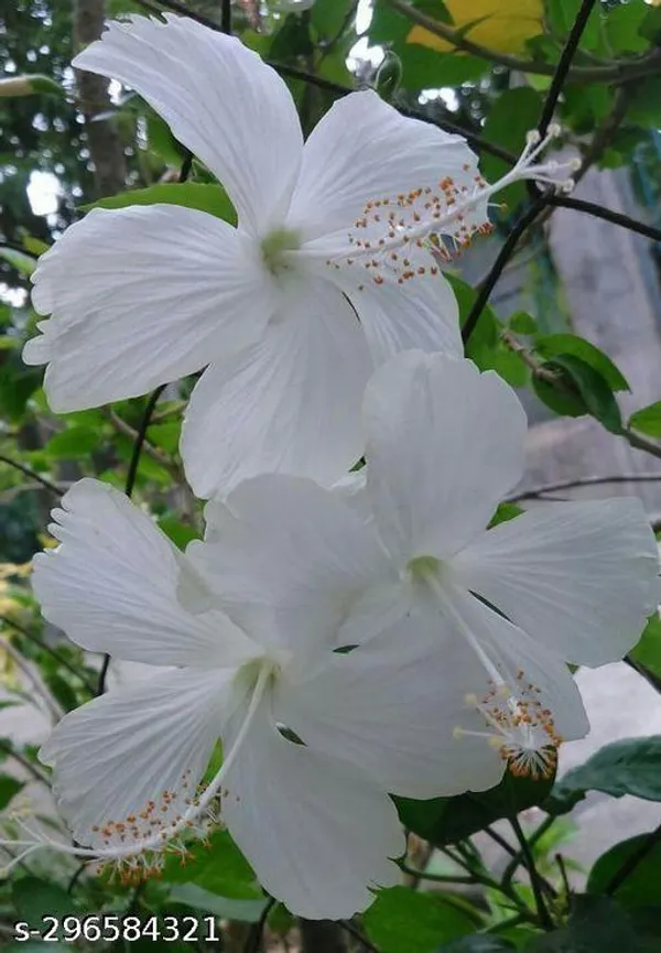 Fig_Fruit_Plant_(Pack_of_1)