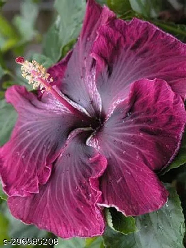 Purple_Hibiscus_flowers_plant