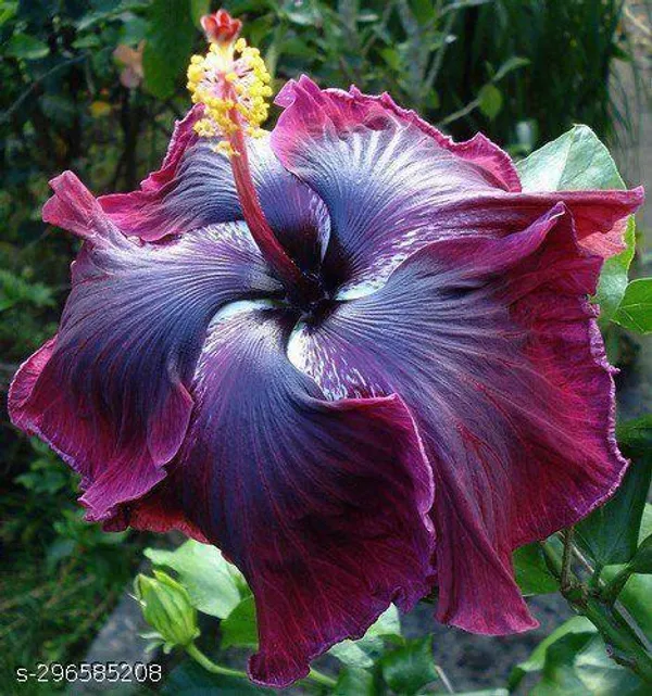 Purple_Hibiscus_flowers_plant