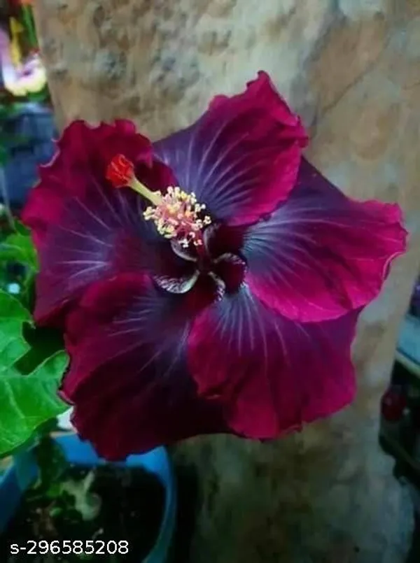 Purple_Hibiscus_flowers_plant