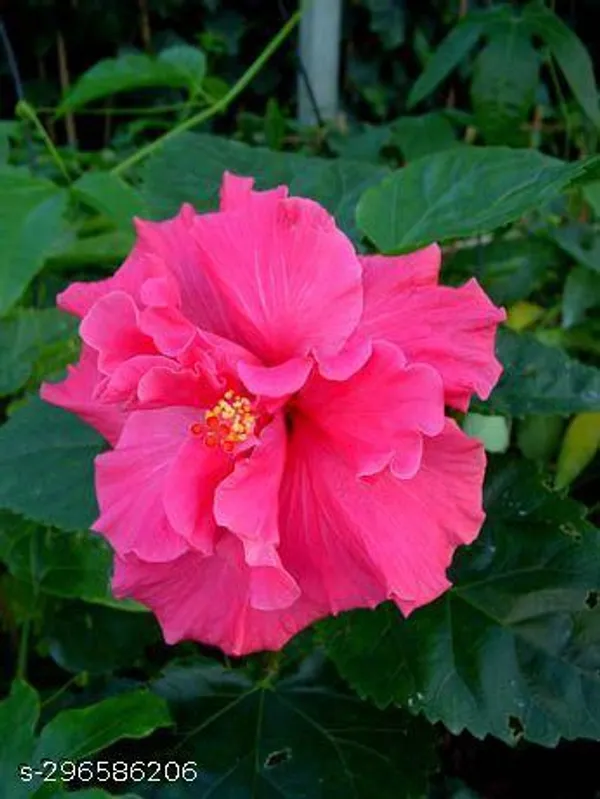 Pink_Hibiscus_flowers_plant