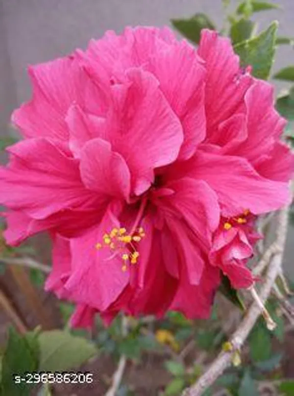 Pink_Hibiscus_flowers_plant