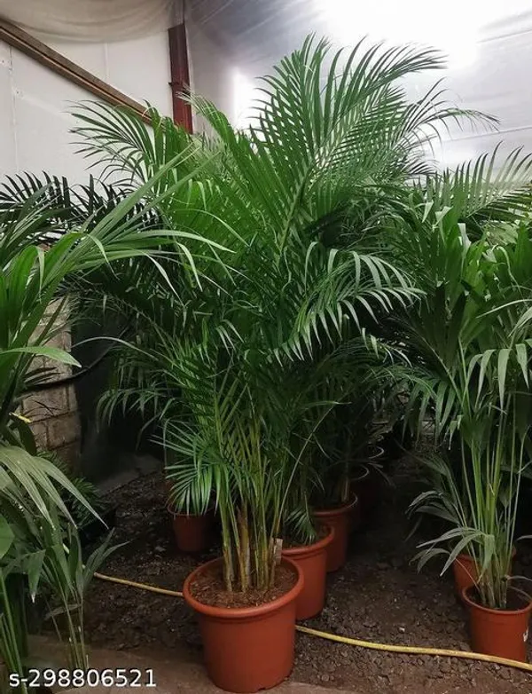 Areca_plam/plant