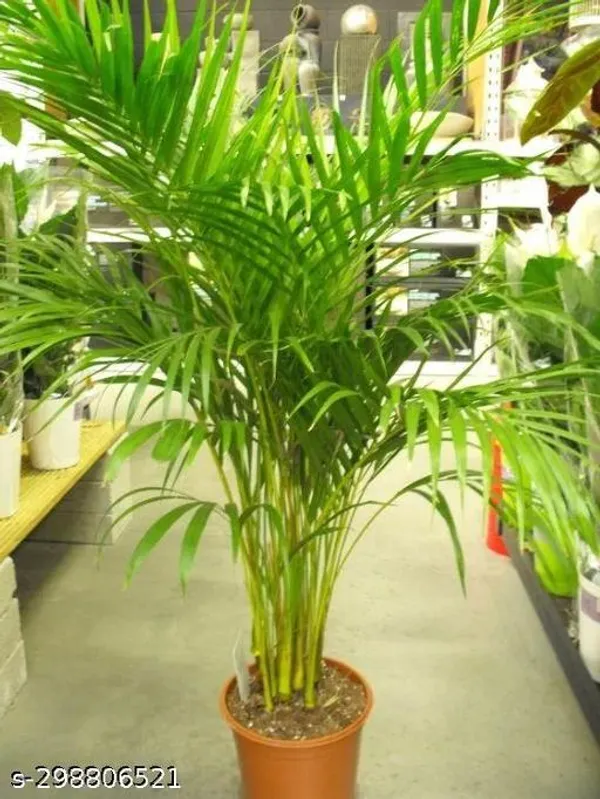 Areca_plam/plant