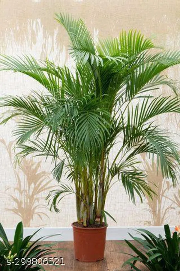 Areca_plam/plant