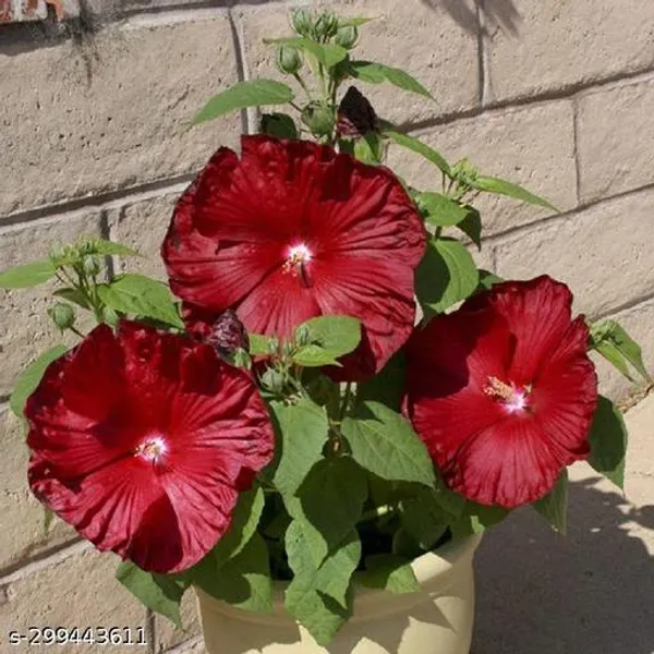 Deep_Red_Hibiscus_flowers_plant