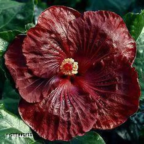 Deep_Red_Hibiscus_flowers_plant
