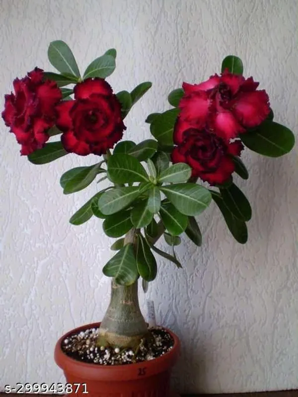 Deep_Red_Adinium_plant