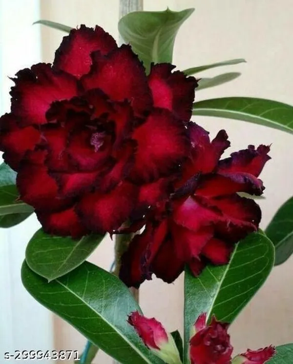 Deep_Red_Adinium_plant