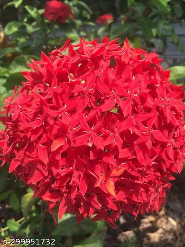 Red_Ixora_flower_plant