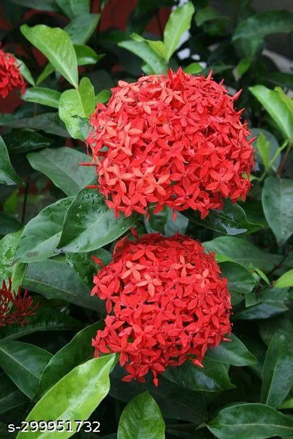Red_Ixora_flower_plant