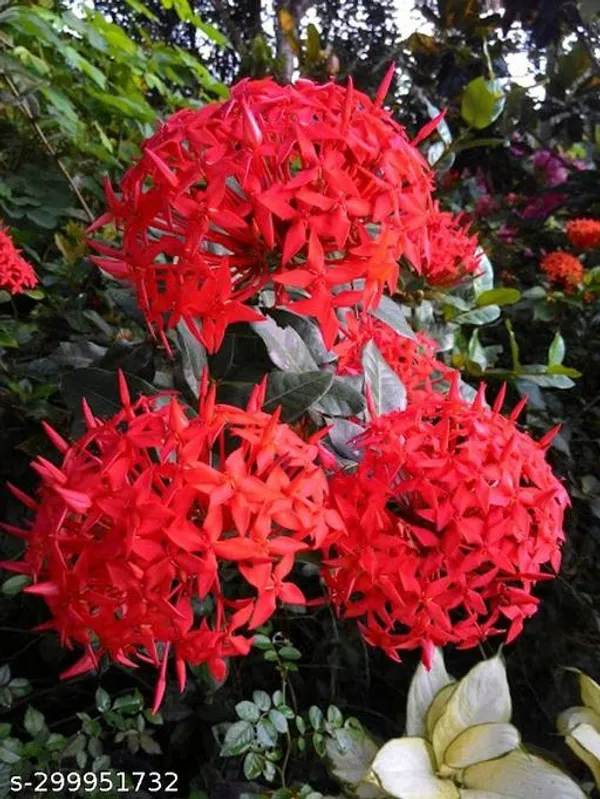 Red_Ixora_flower_plant