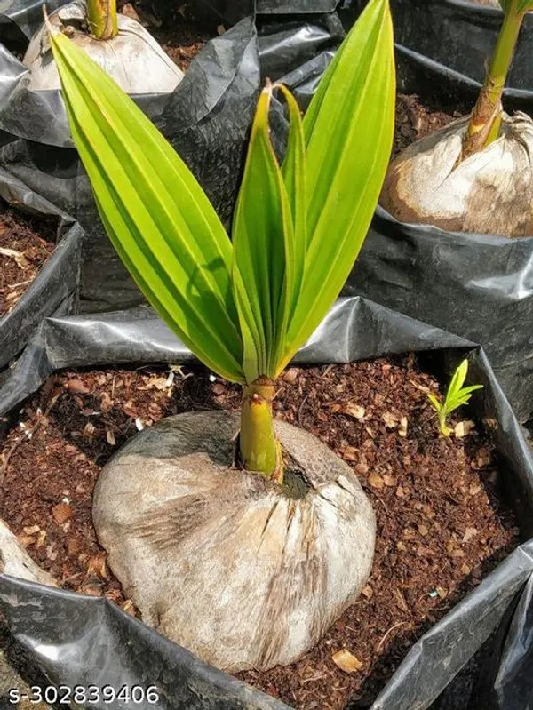 Kerala_Coconut_Tree