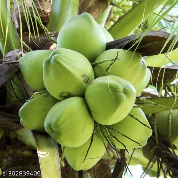 Kerala_Coconut_Tree
