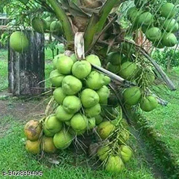 Kerala_Coconut_Tree