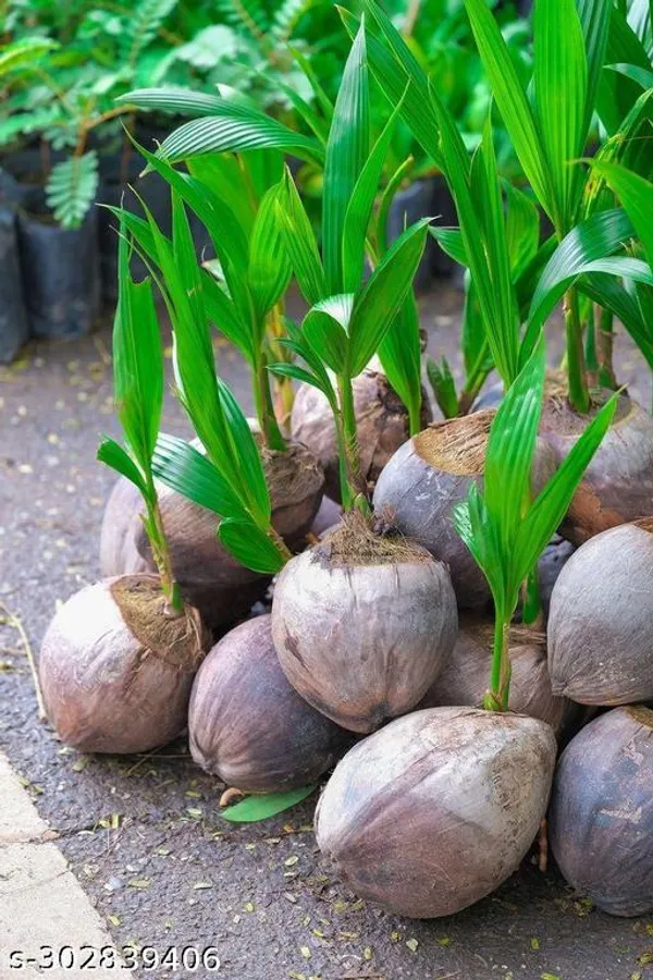 Kerala_Coconut_Tree