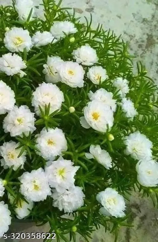 White_portulaca_Flower_plant