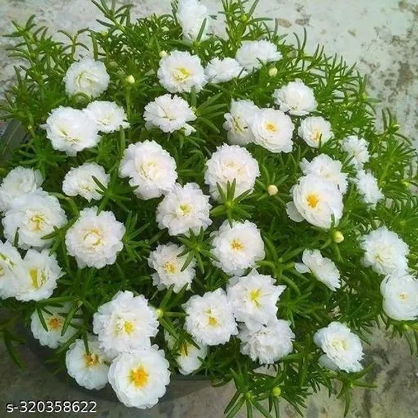 White_portulaca_Flower_plant