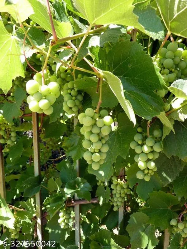 India_Grapes_Fruit_plant