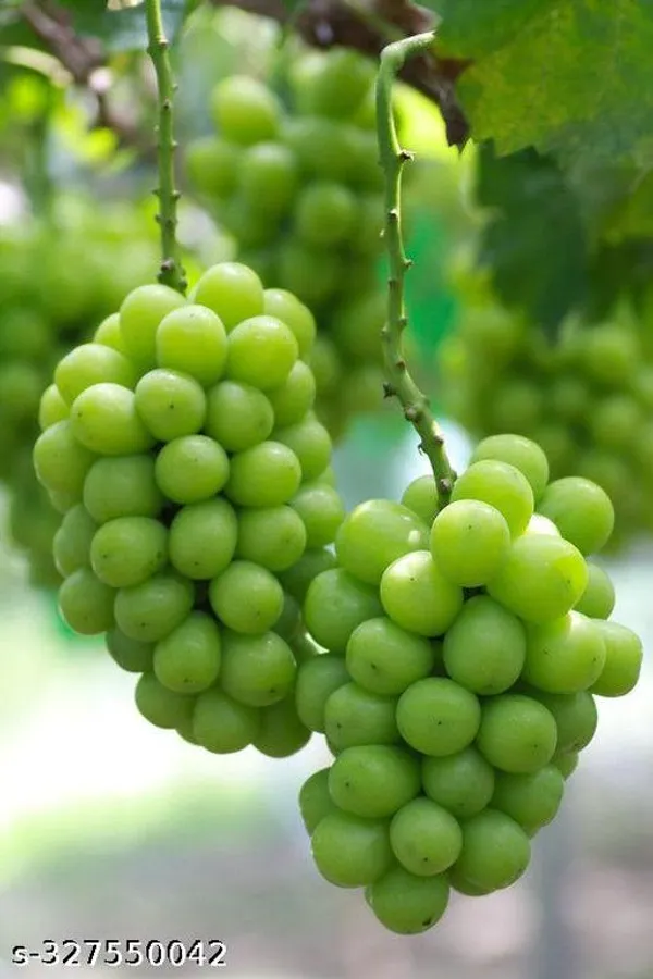 India_Grapes_Fruit_plant